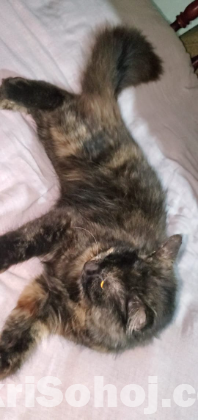 পার্সিয়ান বিড়াল